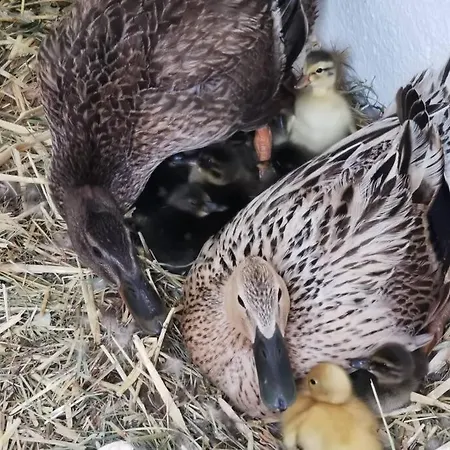Urlaub Am Bauernhof Karrosten