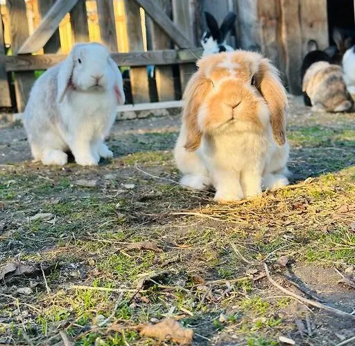 Urlaub Am Bauernhof *