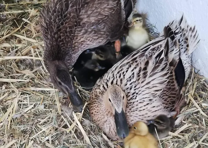 Urlaub Am Bauernhof Karrösten