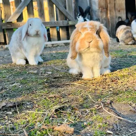 Urlaub Am Bauernhof *