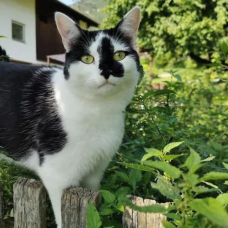 Daire Urlaub Am Bauernhof Karrösten